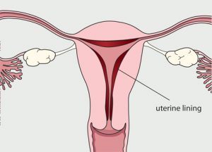 menstrual-cycle-day-25