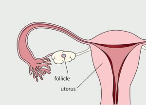 menstrual-cycle-day-7-14