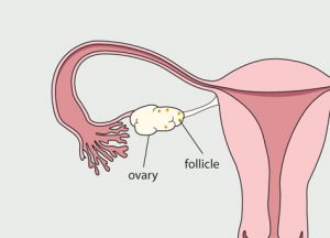 menstrual-cycle-day-7